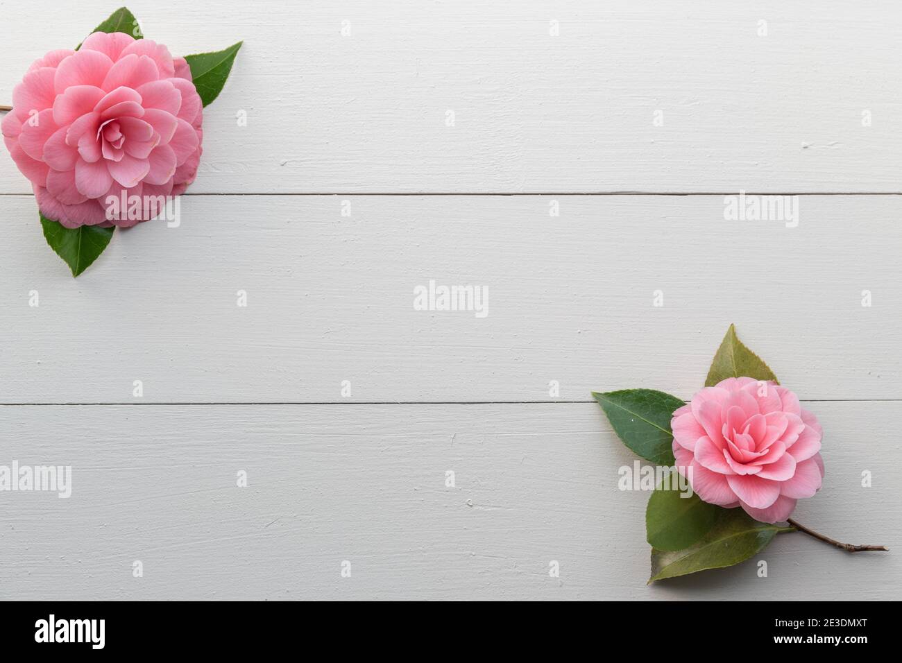 Zwei rosa Kamelien Blumen in Ecken des weißen Holzhintergrunds Stockfoto