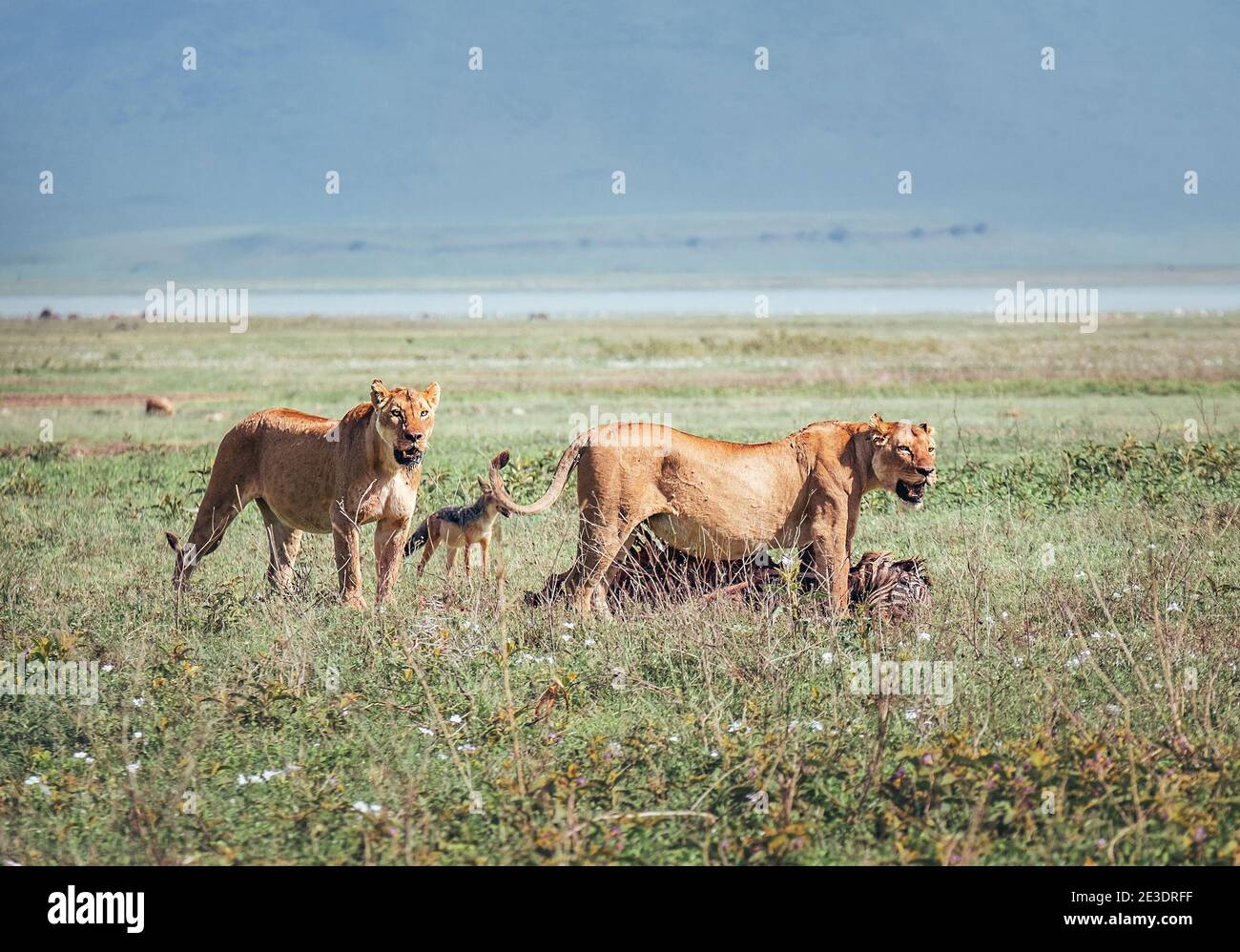 Zwei Löwinnen mit einem Zebra-Gebet fraßen viel und zogen Fleisch zu Löwenjungen. Ngorongoro Crater Conservation Area, Tansania. Natürlich Tiere habitatio Stockfoto