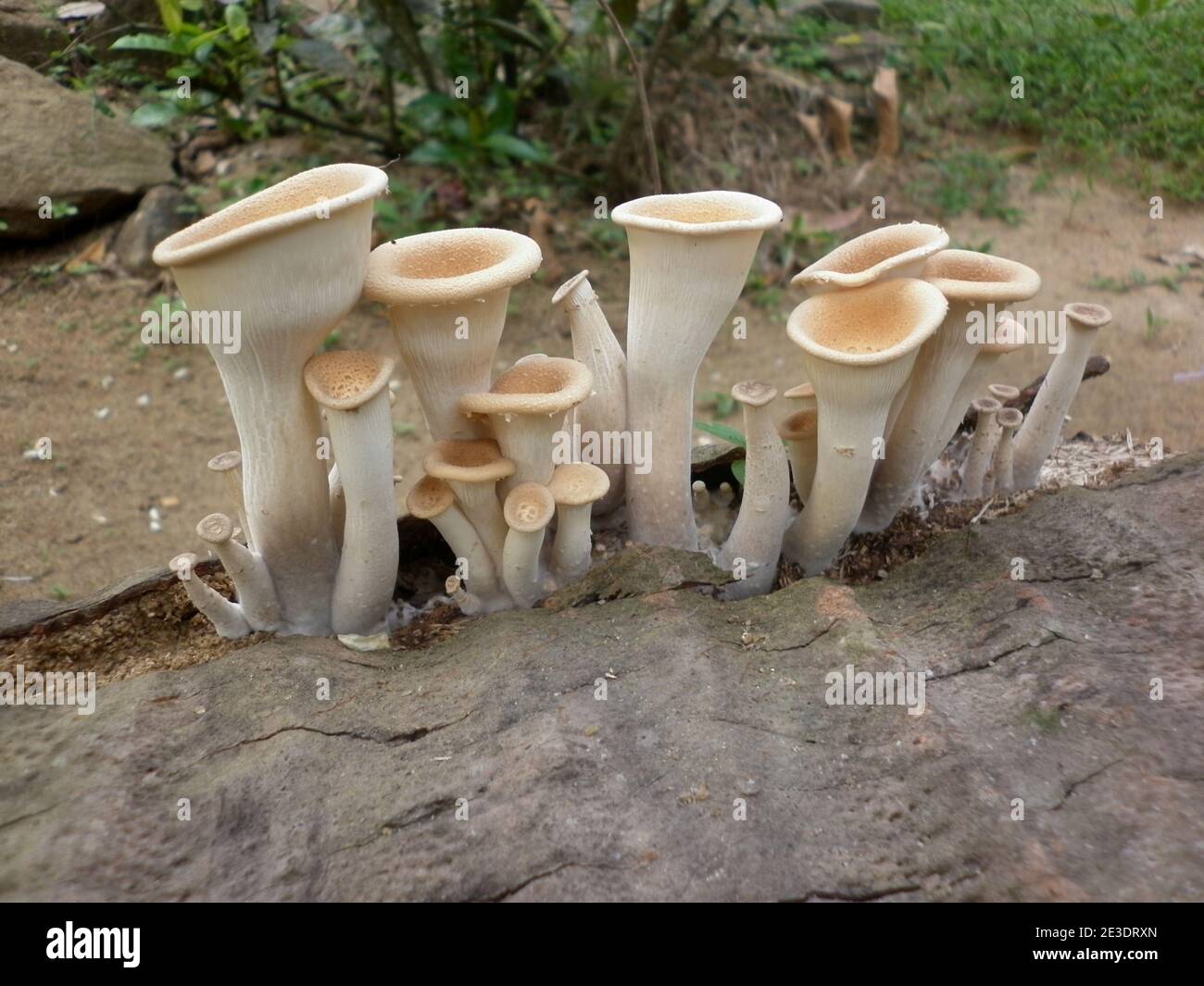 Nahaufnahme von mehreren Trichtern wie hellbraune Pilze auf Toter Kokosnussstamm Stockfoto