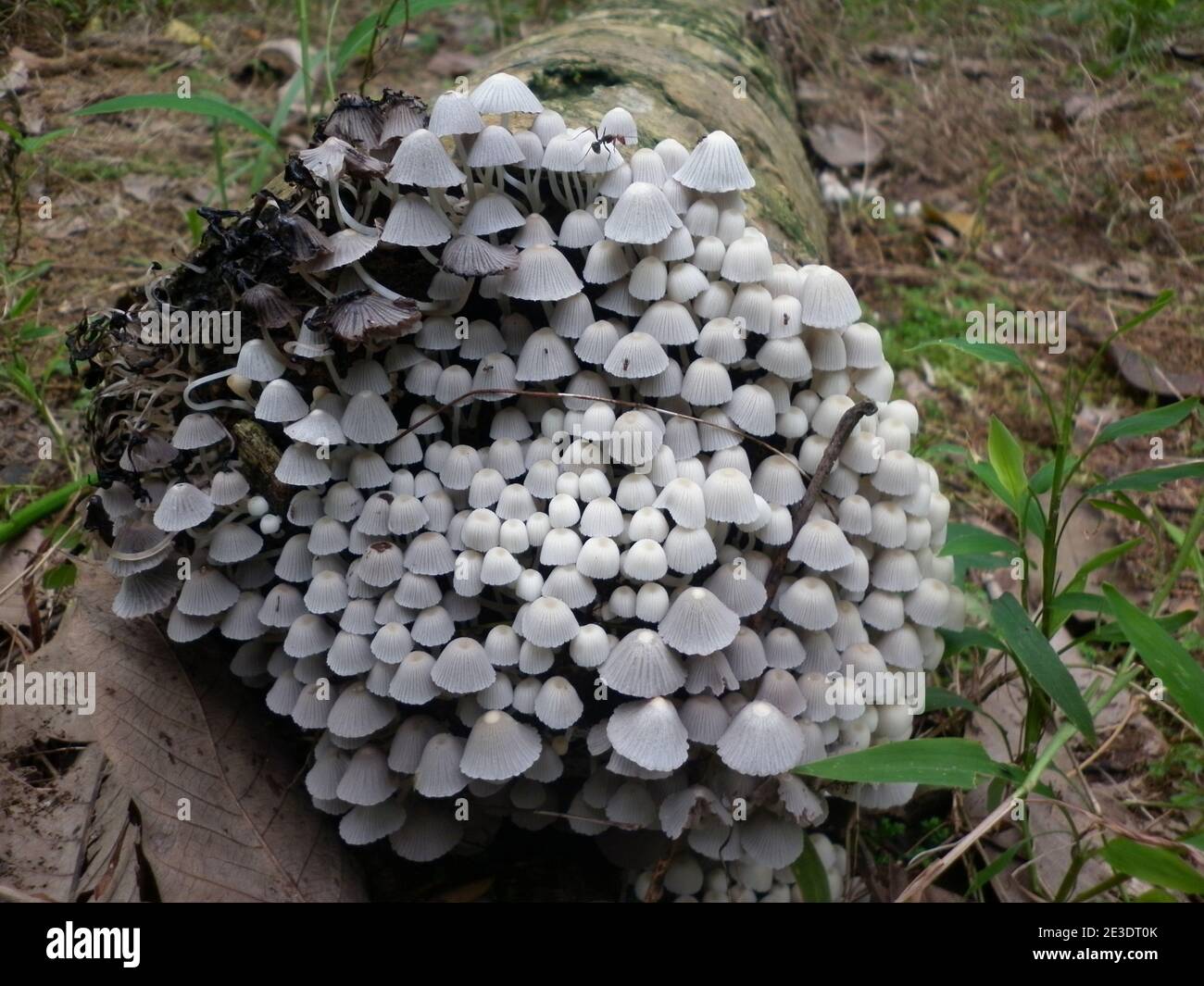 Eine große weiße Champignons Kolonie auf der Seite eines Toter Kokosnussbaum-Stamm Stockfoto