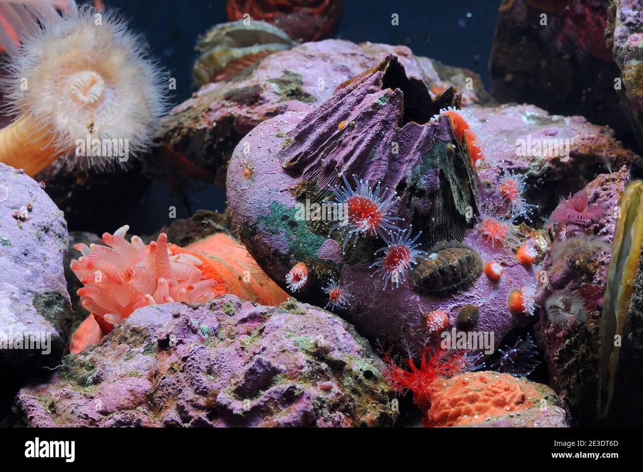 Meeresleben im Point Defiance Zoo & Aquarium in Tacoma, WA Stockfoto