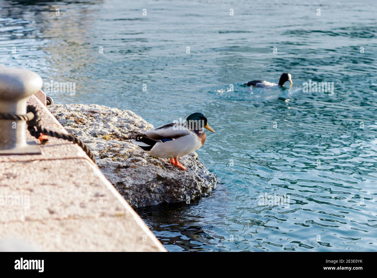 Enten im Winter auf der Suche nach der Wärme der Sonne. Stockfoto