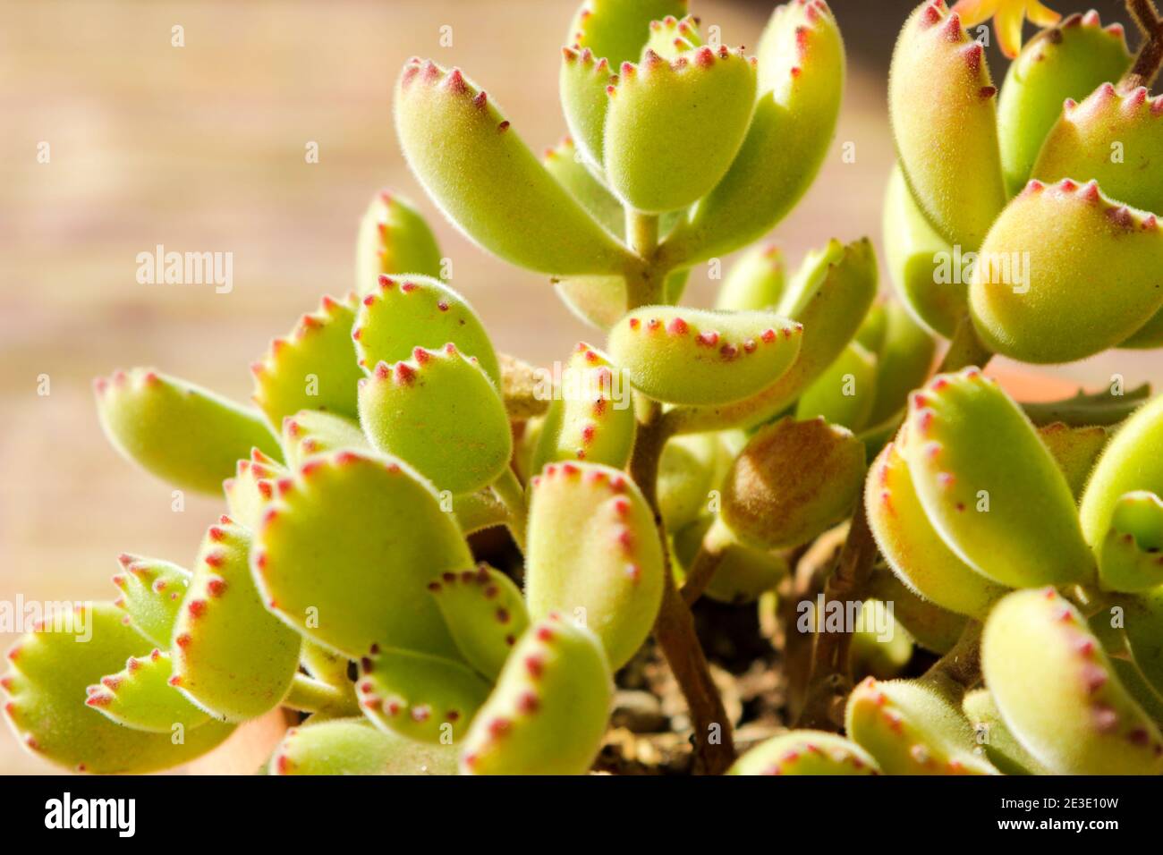 Cotyledon Tomentosa Stockfotos und bilder Kaufen Alamy