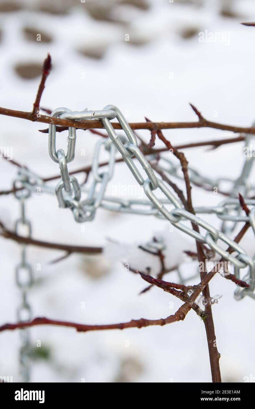 Metallkette, die im Winter an einem Buschzweig hängt Stockfoto