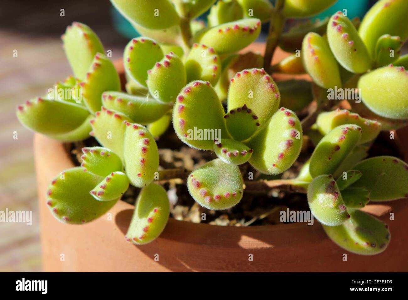 Cotyledon Tomentosa Stockfotos und bilder Kaufen Alamy