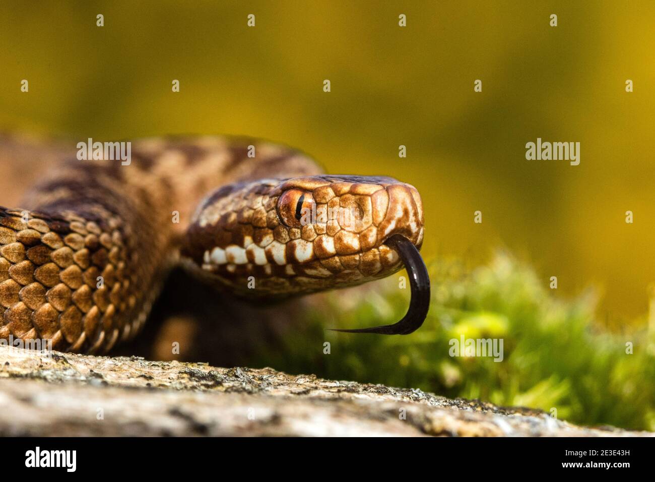 Kreuzotter (Vipera Berus) Stockfoto