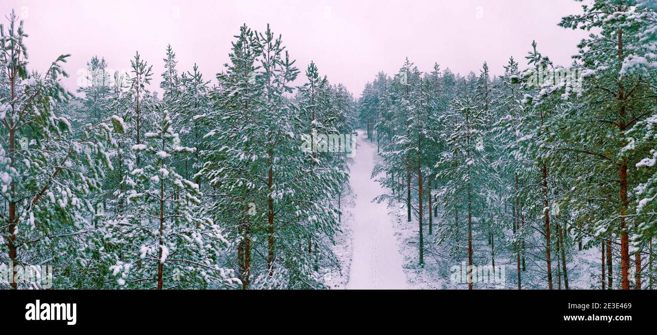 Spektakuläres Luftpanoramaboto über verschneiten jungen Kiefernwald über kleiner Straße in frischer Winterlandschaft in Nordschweden, Umea. Stockfoto