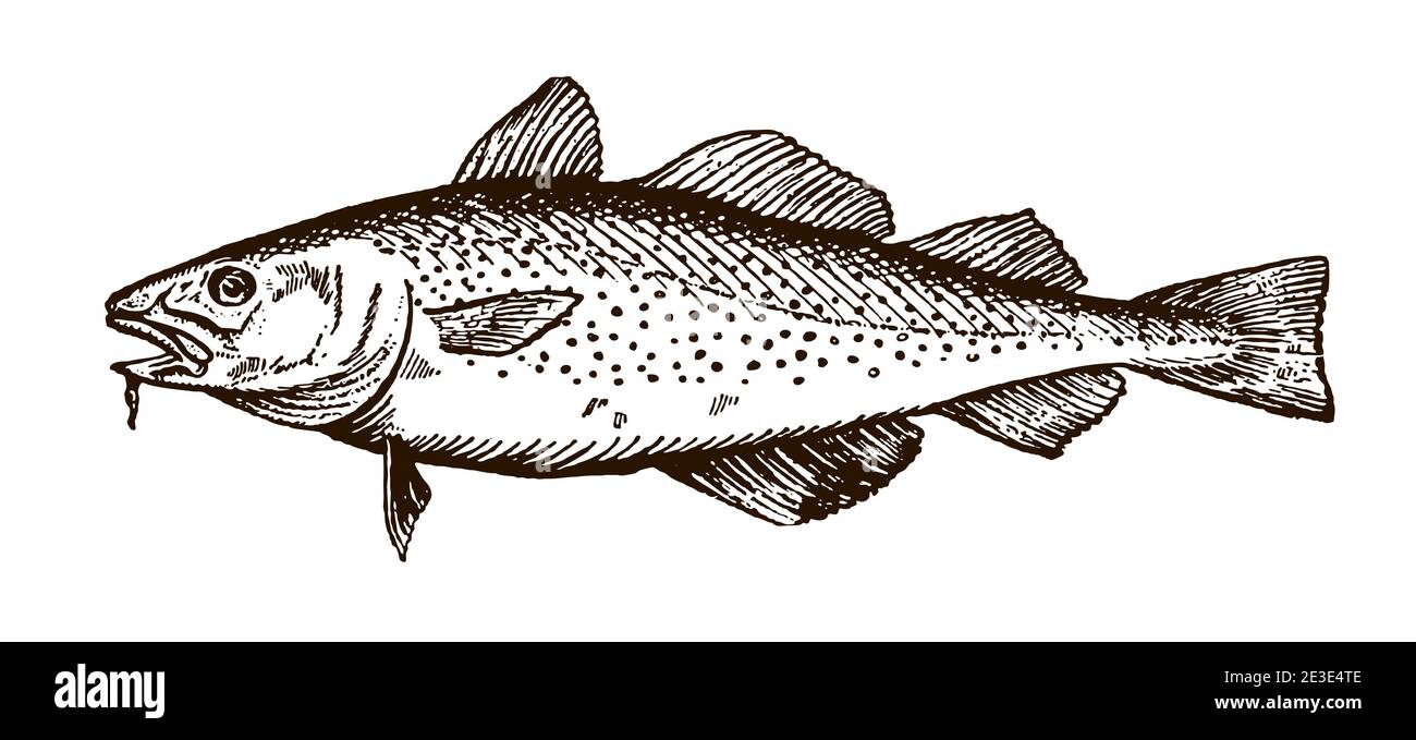 Kabeljau, gadus mit geöffnetem Mund in der Seitenansicht. Illustration nach einem Stich aus dem frühen 20. Jahrhundert Stock Vektor