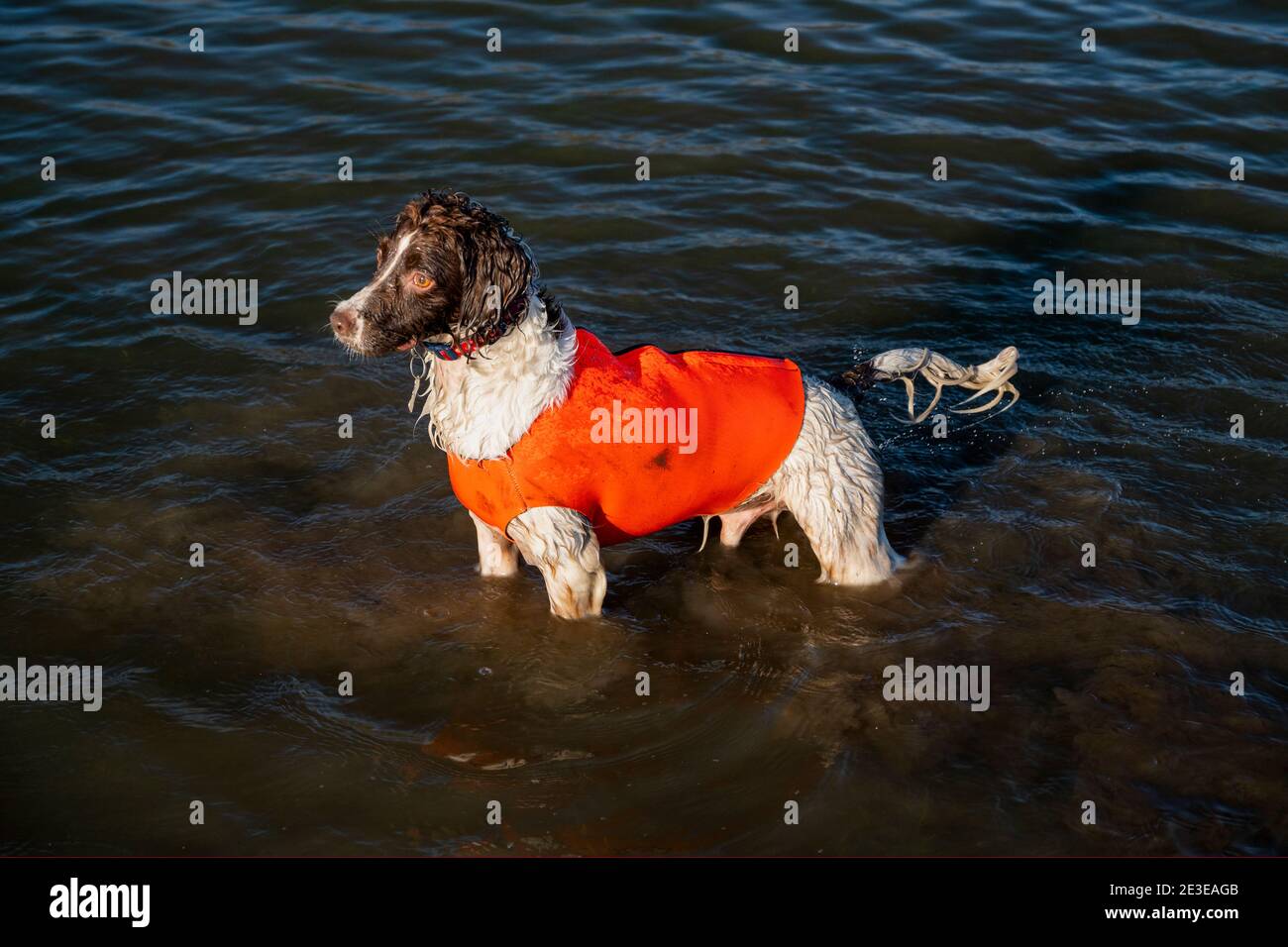 Ein Federspankel-Hund spritzte nach heftigem Regen im Januar 2021 durch ein überflutetes Feld in Burham, Kent, Großbritannien Stockfoto