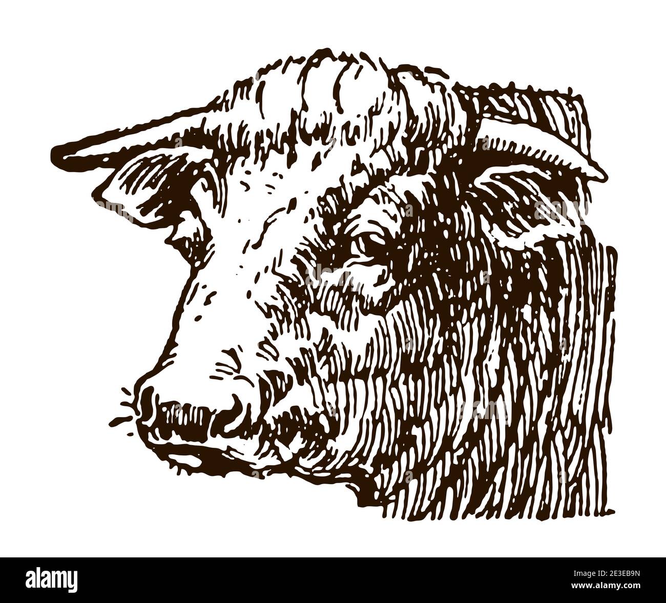 Kopf eines Bullen in Dreiviertelansicht. Illustration nach einer antiken Zeichnung aus dem frühen 20. Jahrhundert Stock Vektor