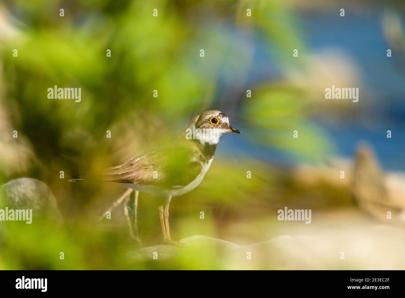 Flussregenpfeifer (Charadrius Dubius) Stockfoto