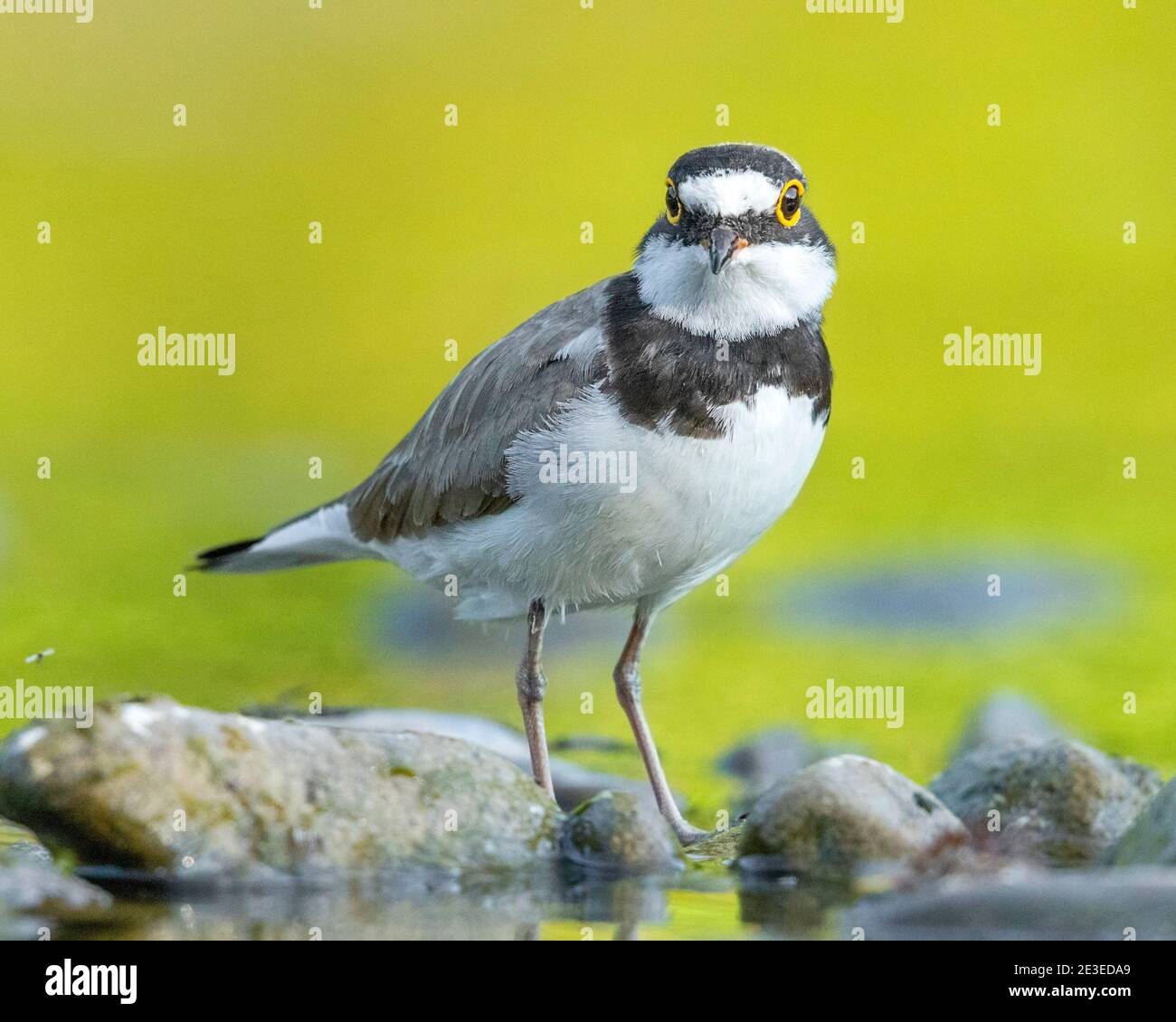 Flussregenpfeifer (Charadrius Dubius) Stockfoto