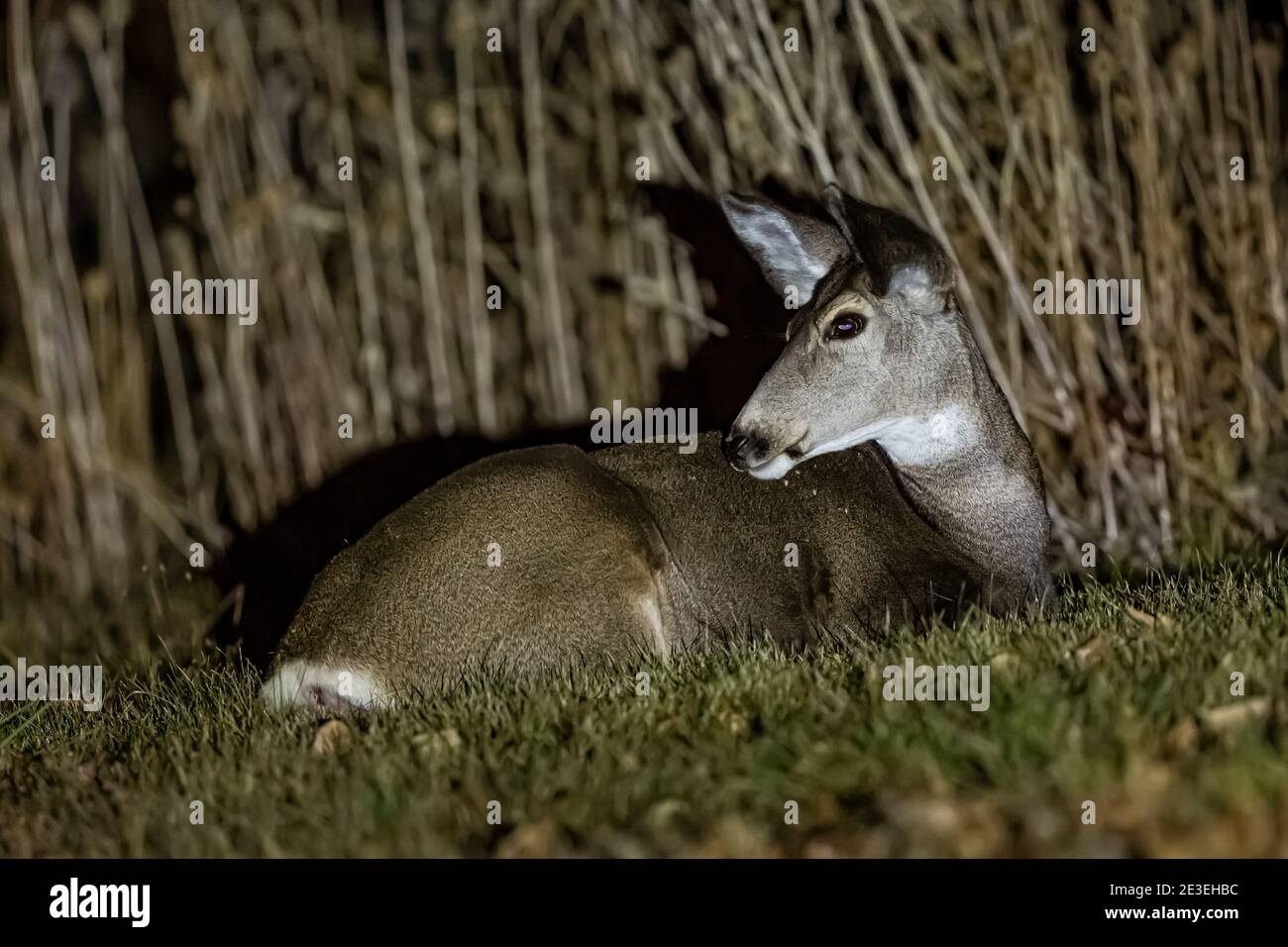 Maultier Hirsch, Odocoileus hemionus, nachts im Page Springs Campground, Frenchglen, Oregon, USA Stockfoto