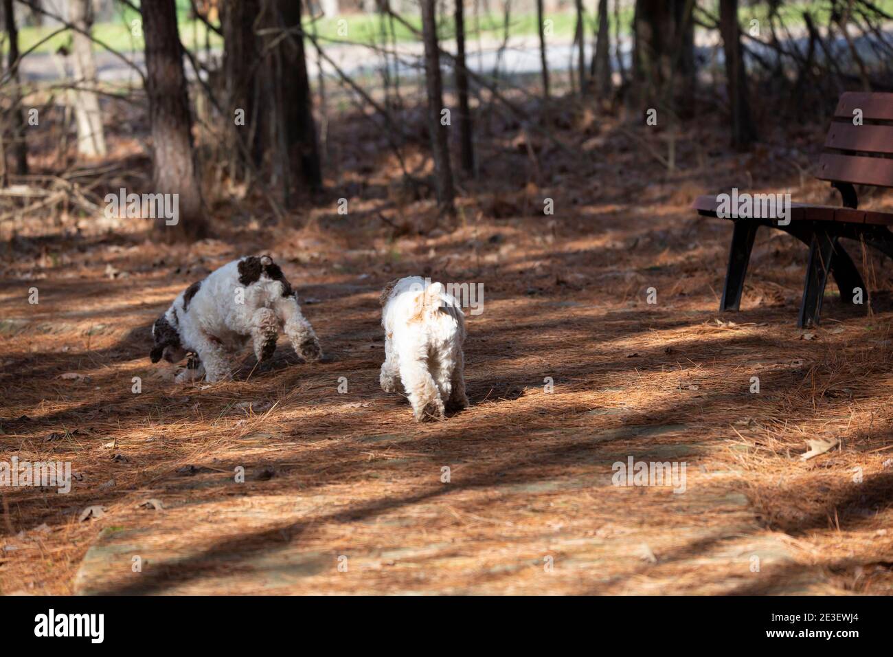 Ein Paar braune und weiße Spaniel Hunde, die weg lopen Stockfoto