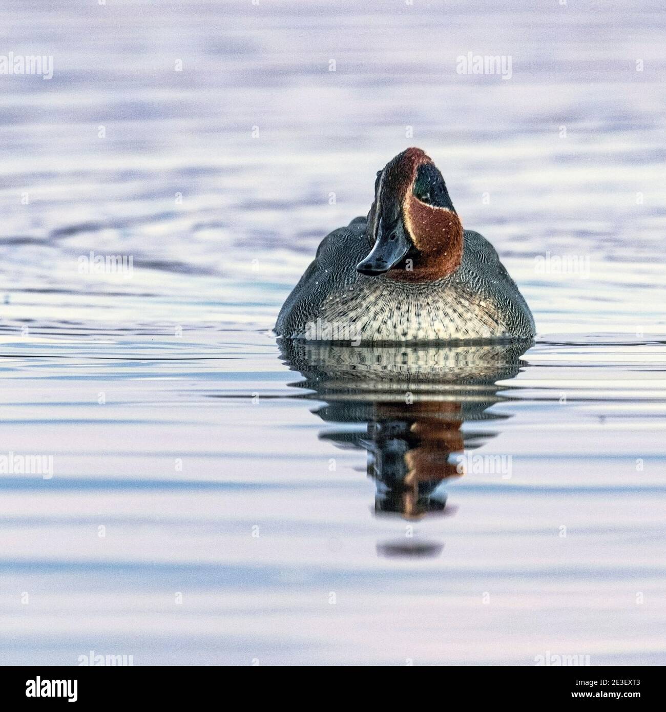 Gemeinsame teal (Anas crecca) Stockfoto