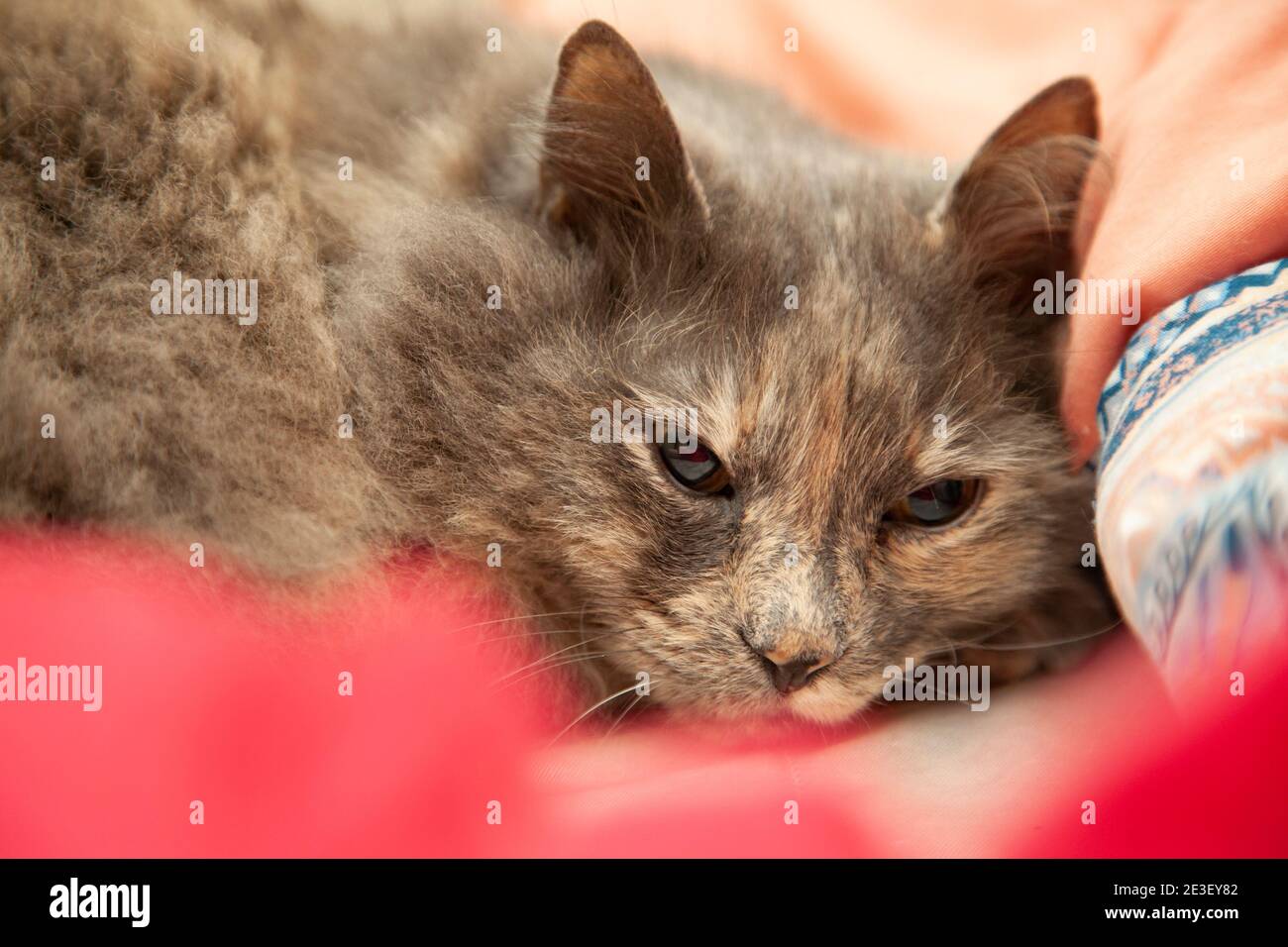 Langhaarige, graue Katze, die auf einem Bett neben einer Pfirsichdecke ruht Stockfoto