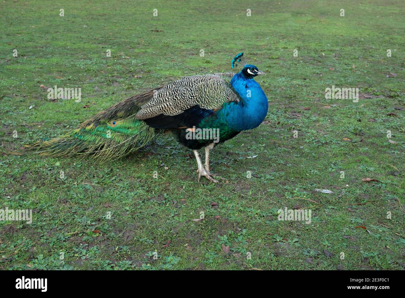 Schöne blau gefiederte Pfau auf grünen Wintergras, große wilde Vogel zu Fuß stolz in den Park natürlichen Hintergrund Bild, wilde Kreatur mit Augenfleck Stockfoto
