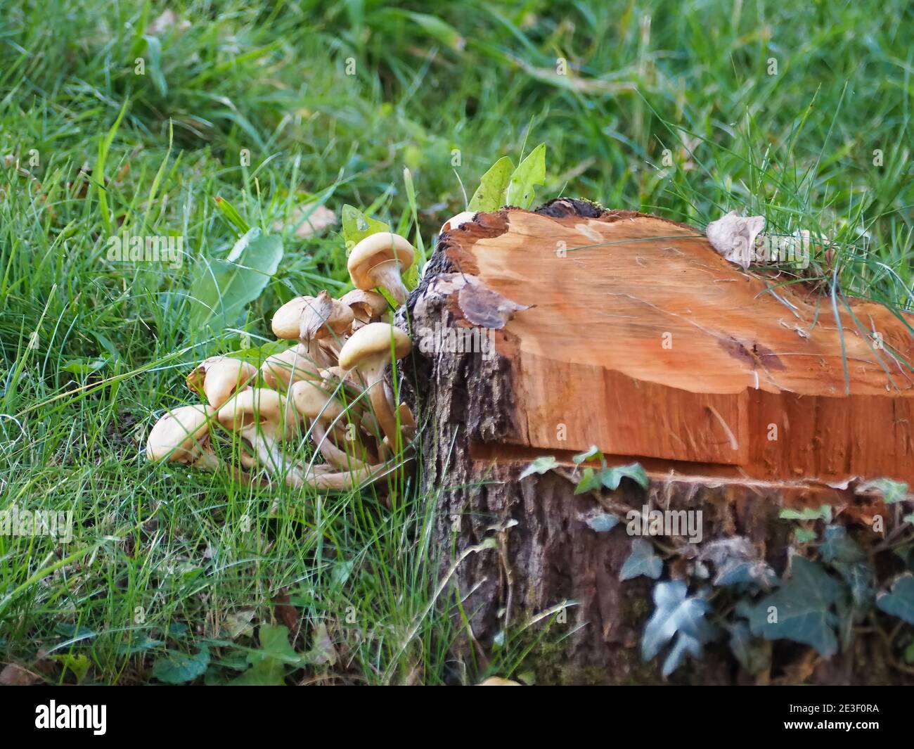 Nahaufnahme von einigen frischen Pilzen auf einem Baumstumpf Im Wald Stockfoto