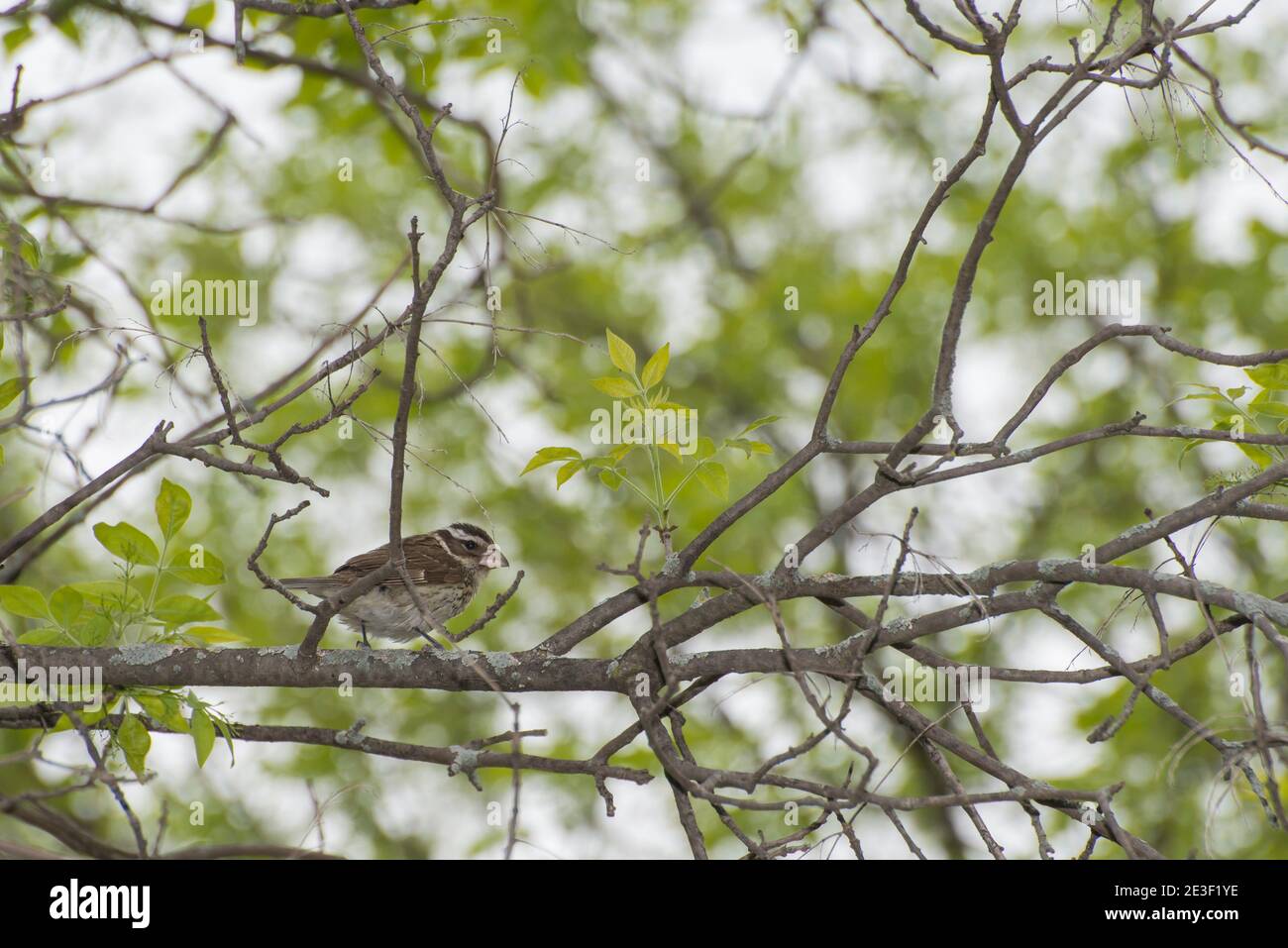 Vadnais Heights, Minnesota. John H. Allison Forest. Weiblicher rosenreiher Grosbeak, Pheucticus ludovicianus thront in einem Baum im Wald. Stockfoto