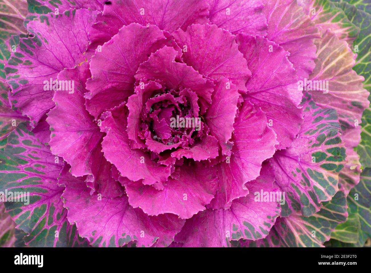 Dekorative Blattgrün bunten Garten Kohl detaillierte Bild Stockfoto
