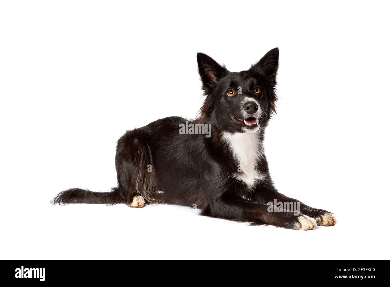 Border Collie Hund isoliert auf einem weißen Hintergrund Stockfoto