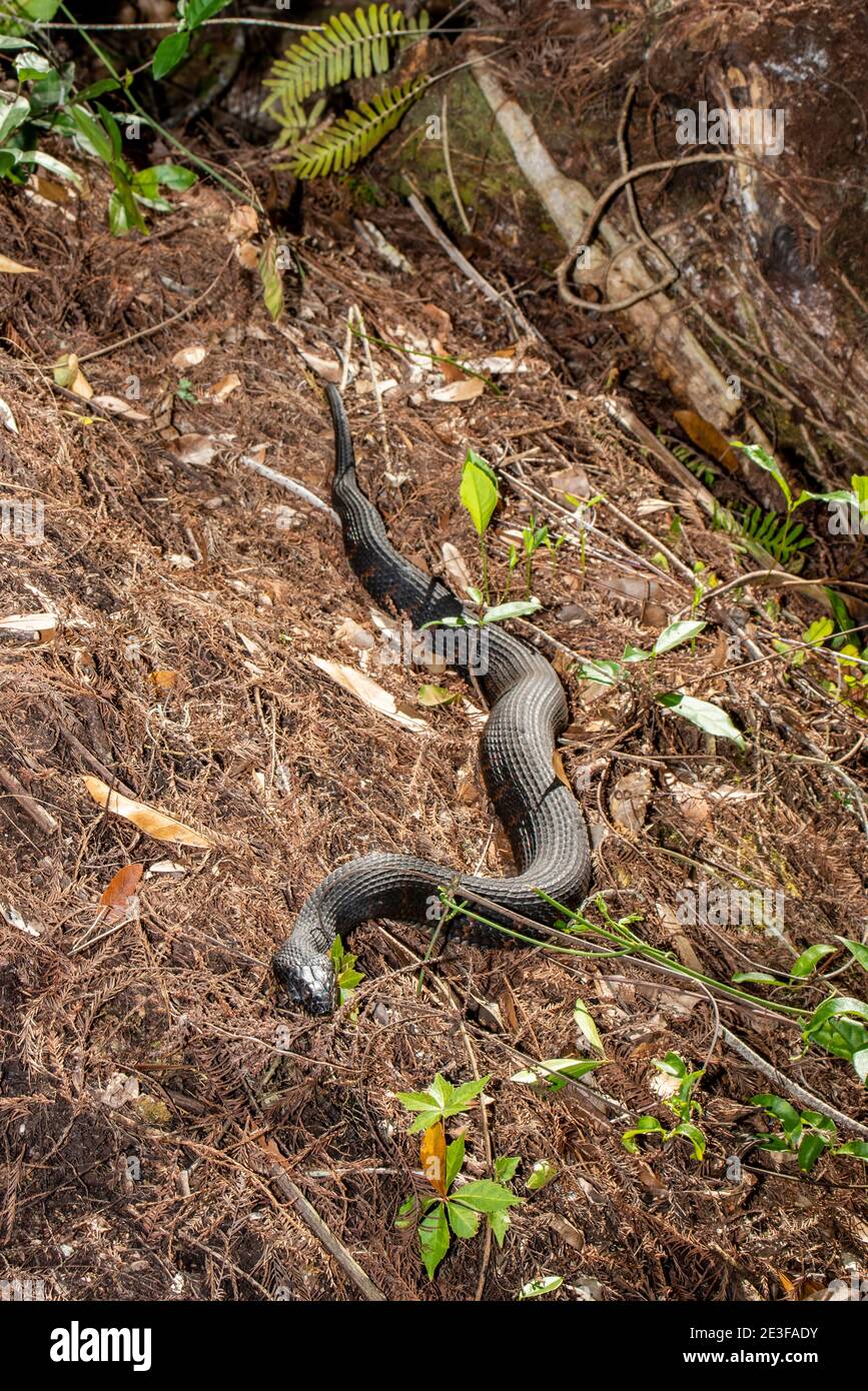 Copeland, Florida. Fakahatchee Strand State Preserve Park. Volle Länge Ansicht einer gebänderten Wasserschlange 'Nerodia fasciata' in den Everglades. Stockfoto