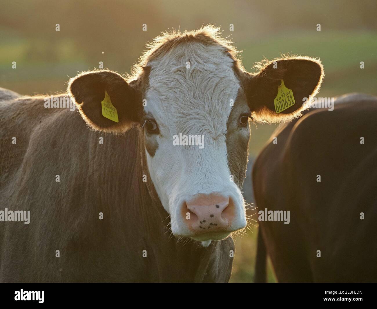 Cumbria, England, Großbritannien Stockfoto