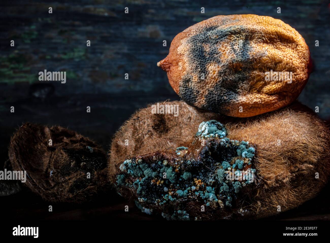 Getrocknete verfallene Zitrone auf rottengeformten Kiwi. Makro-Komposition Foto. Acid Reality. Dunkler Hintergrund. Stockfoto