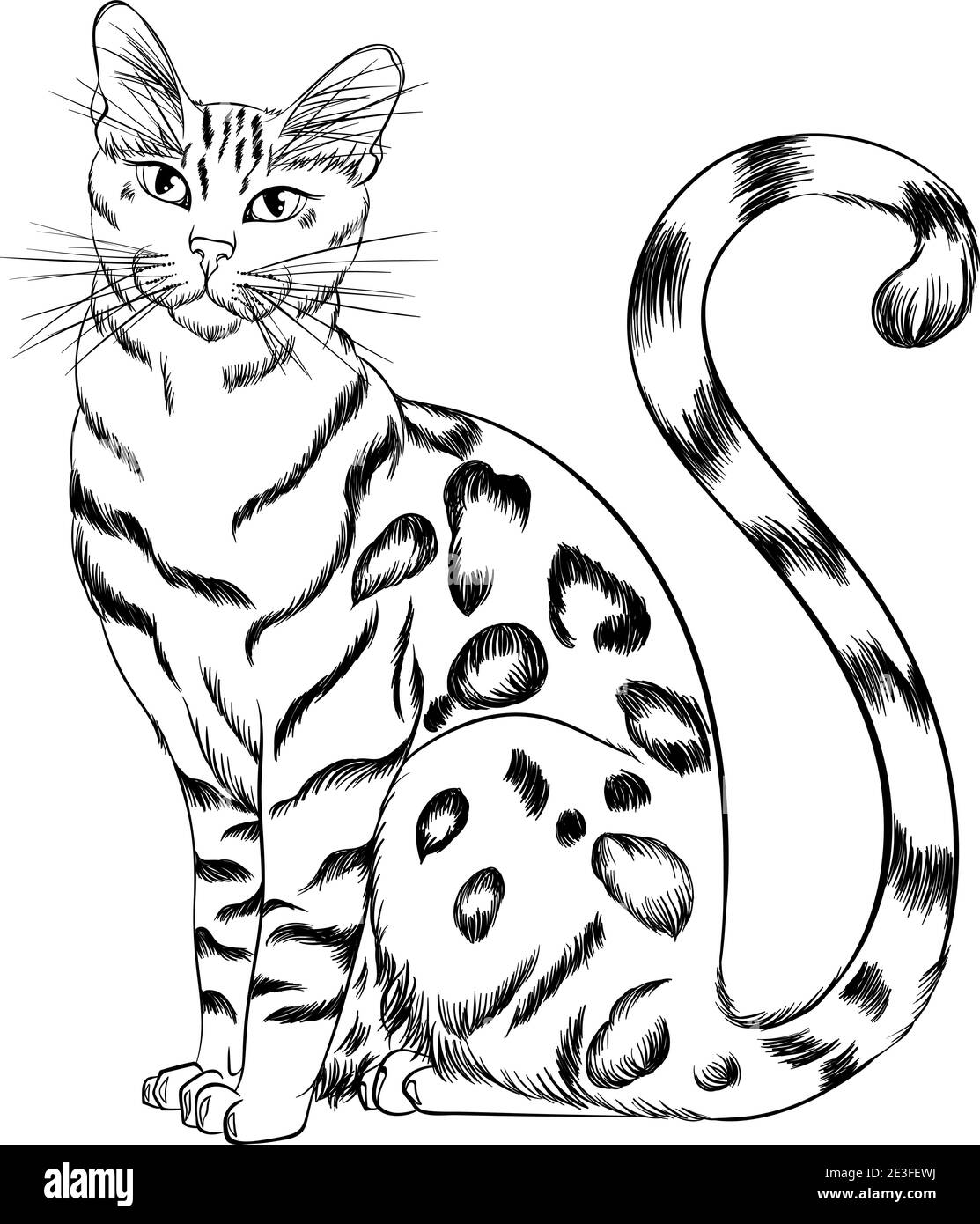Sitzende Katze Rasse Bengalen freuen uns. Linie Kunst Vektor Illustration geeignet für Malbuch Seite. Drucken Sie im Handzeichnen-Stil isoliert auf weißem Hintergrund. Flauschige Katze im schlichten Skizzenstil. Stock Vektor