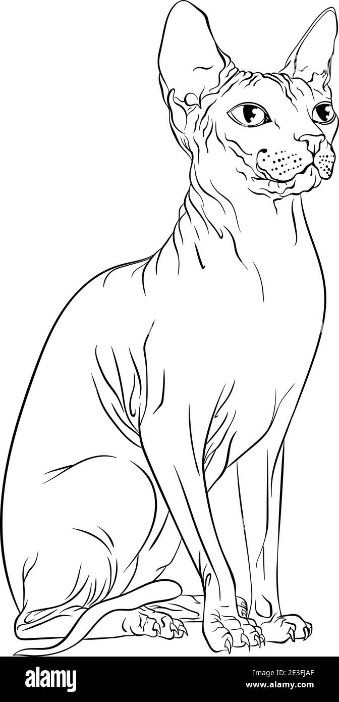 Sitzende Sphynx Katze, die zur Seite schaut. Linie Kunst Vektor Illustration geeignet für Malbuch Seite. Drucken Sie im Handzeichnen-Stil isoliert auf weißem Hintergrund. Haarlose Katze im einfachen Skizzenstil. Stock Vektor