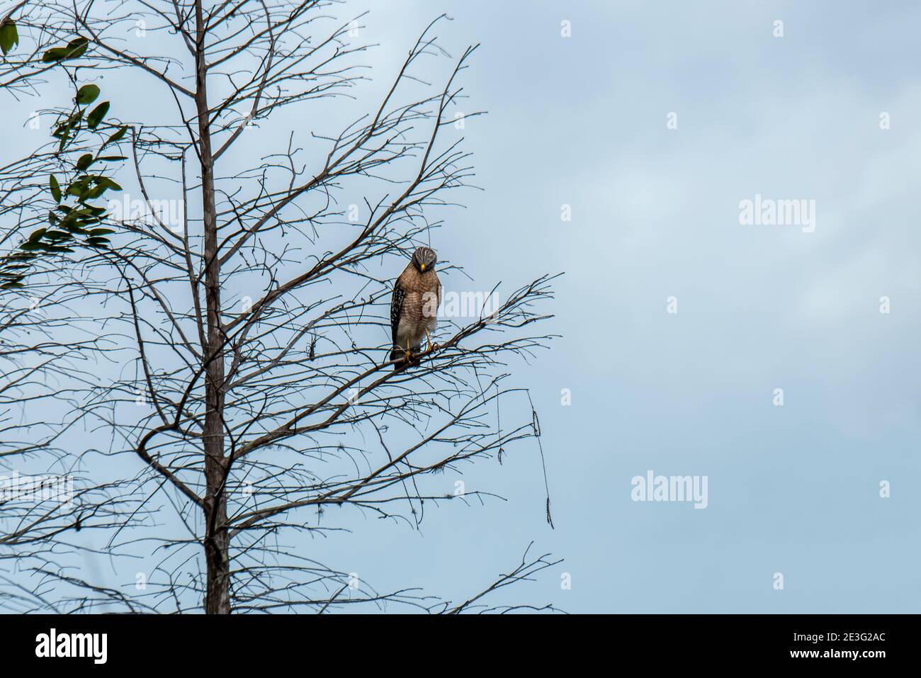 Naples, Florida. Korkenzieher Swamp Sanctuary. Red-shouldered Hawk, Buteo lineatus in einem Baum in den everglades thront. Stockfoto
