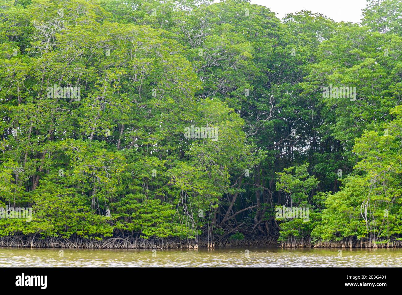 Sukau-Regenwald und Kinabatangan River Stockfoto