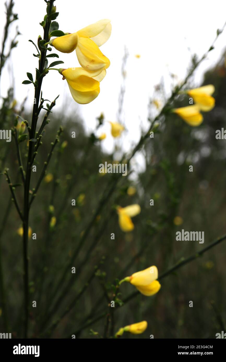 Cytisus scoparius Gemeiner Besen – gelbe erbsenartige Blüten auf hohen grünen Stielen, Januar, England, Großbritannien Stockfoto