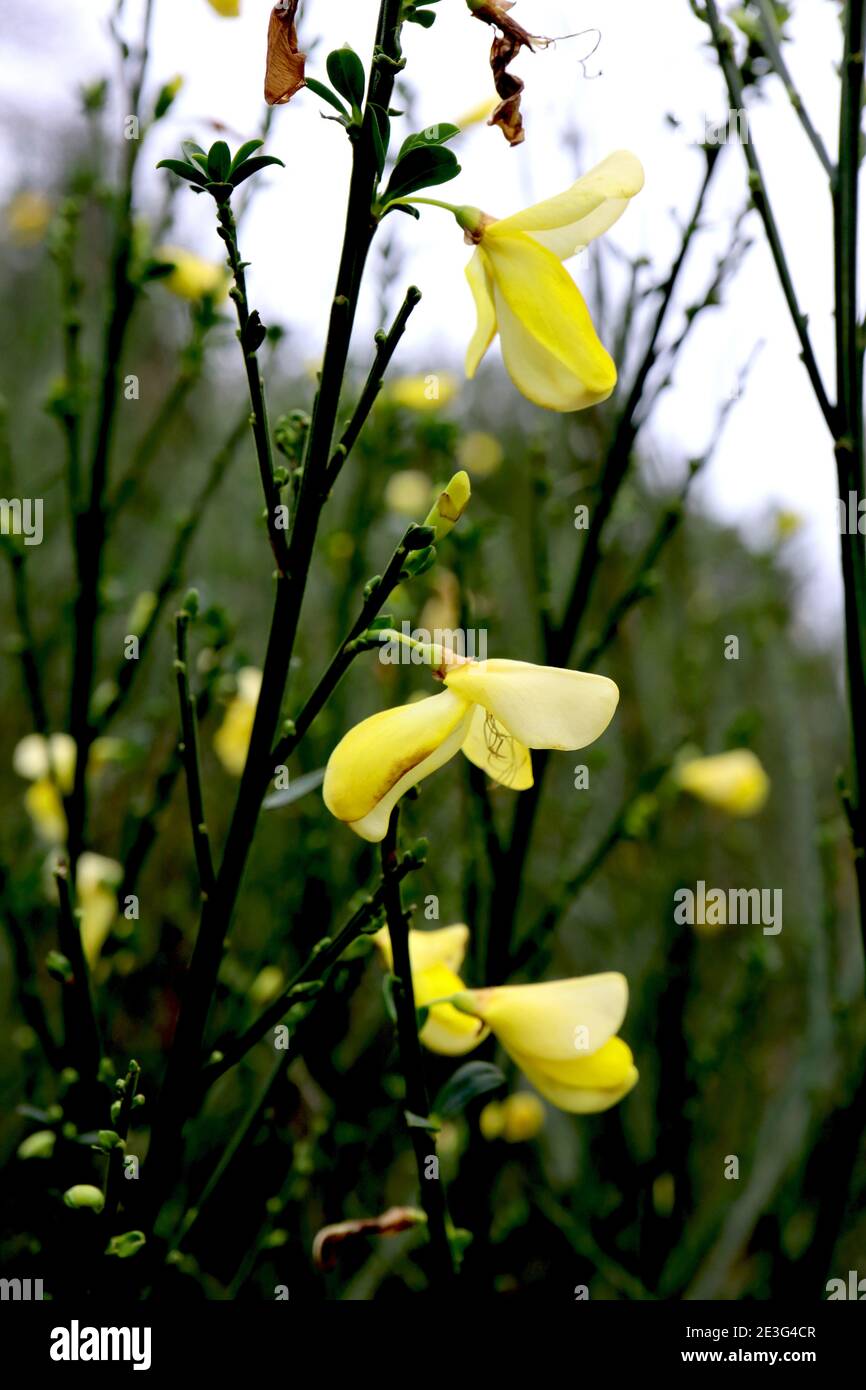 Cytisus scoparius Gemeiner Besen – gelbe erbsenartige Blüten auf hohen grünen Stielen, Januar, England, Großbritannien Stockfoto