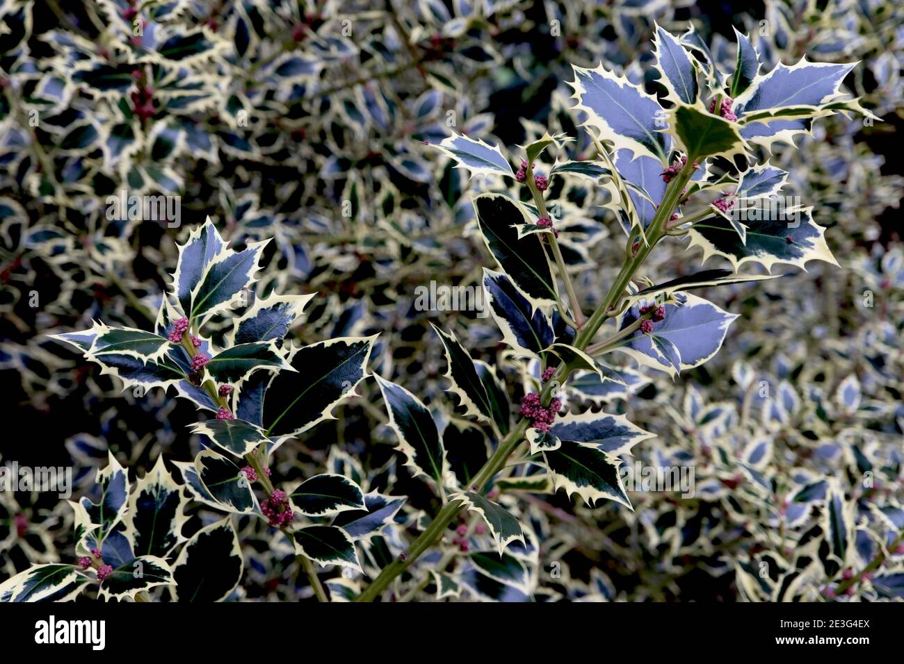 Ilex aquifolium ‘Elegantissima’ Holly Elegantissima – ovale, stachelige dunkelgrüne Blätter mit cremefarbenem Rand, Januar, England, Großbritannien Stockfoto