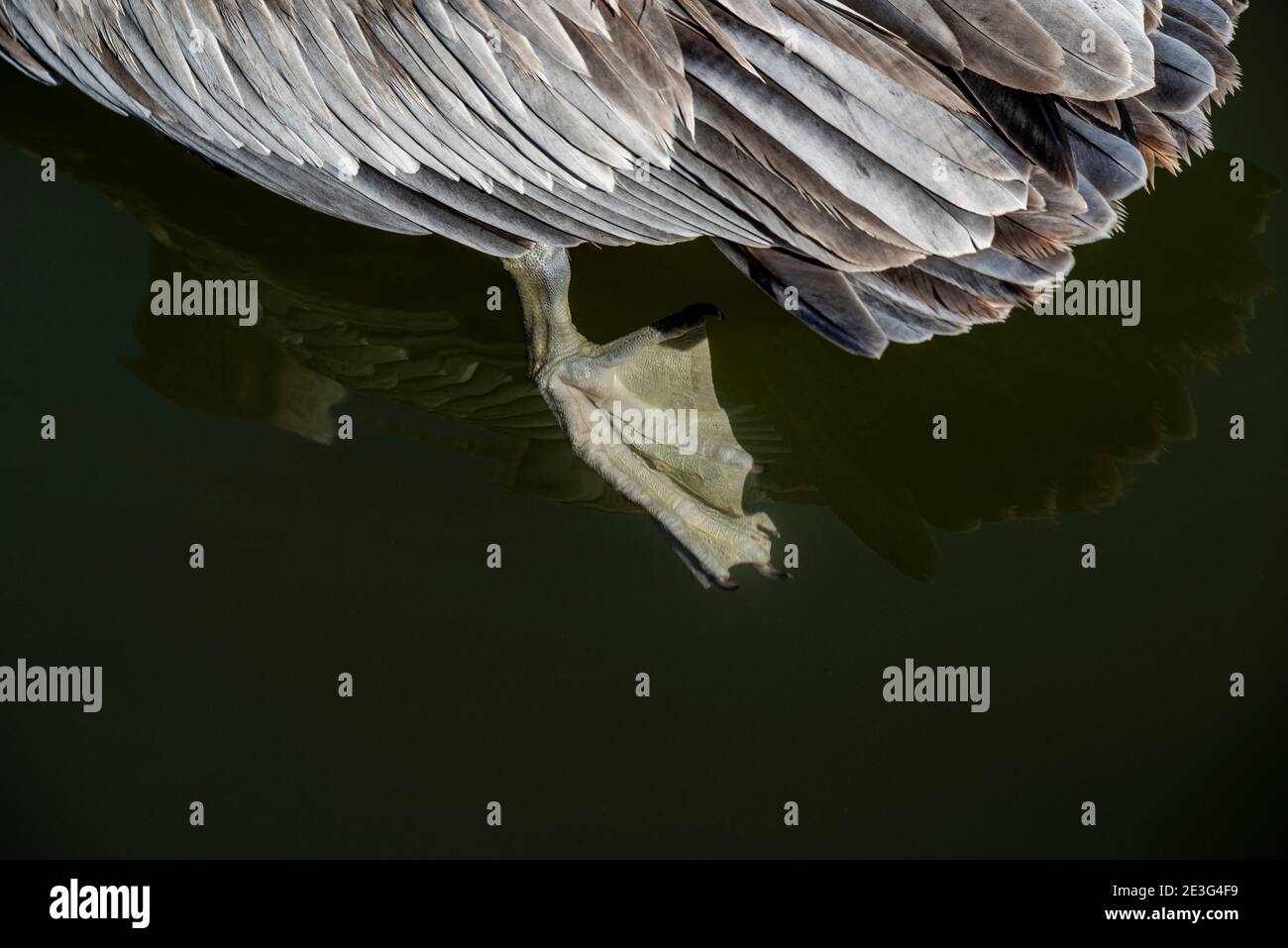 Naples, Florida. Brauner Pelikan, Pelecanus occidentalis. Nahaufnahme von jungen Webbeet Fuß paddeln im Wasser. Stockfoto