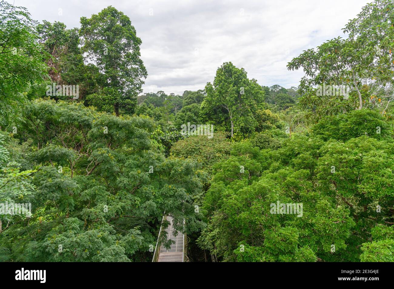 Canopy Walk im Rainforest Discovery Center in Malaysia Stockfoto