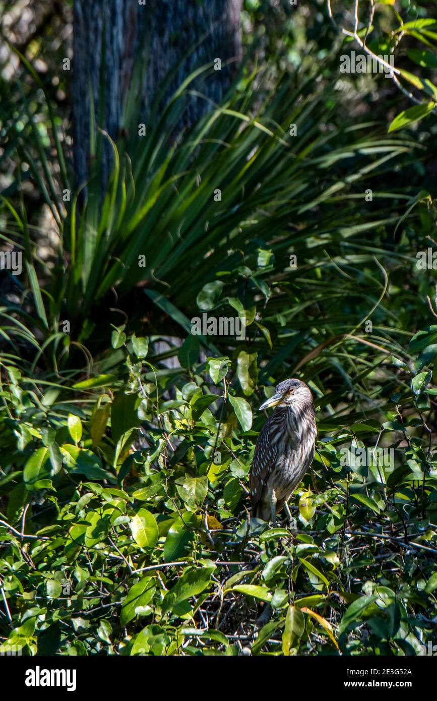 Copeland, Florida. Fakahatchee Strand State Preserve. Juvenile Black-gekrönt Nachtreiher; Nycticorax nycticorax in den everglades. Stockfoto