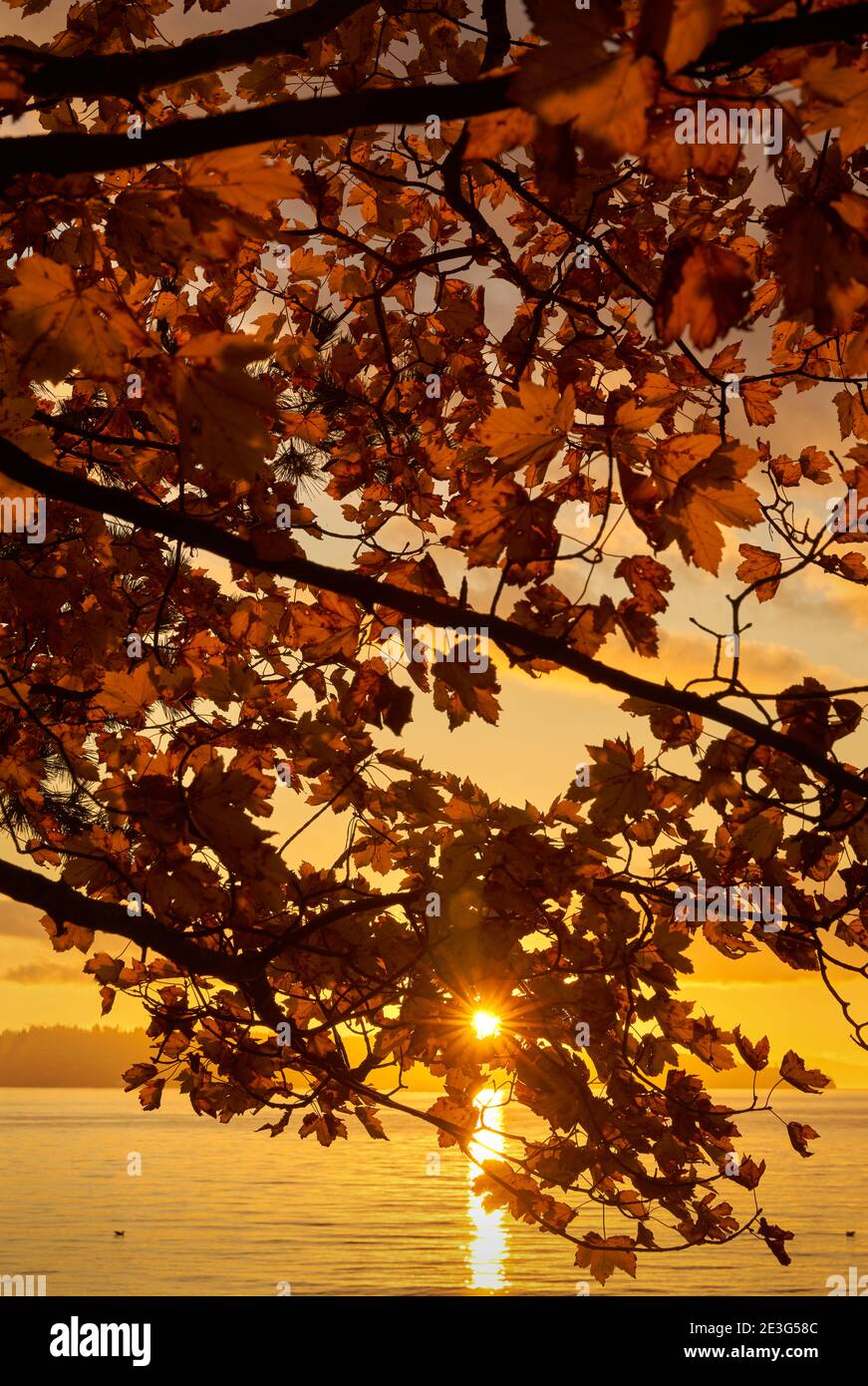 English Bay Sonnenuntergang Verlässt Vancouver. Der Herbst beginnt bei Sonnenuntergang im Stanley Park, Vancouver, Kanada. Stockfoto