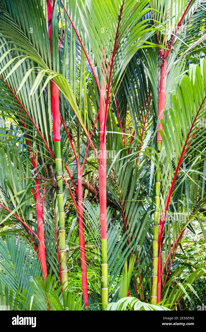 Handfläche mit rotem Siegelwachs Stockfoto