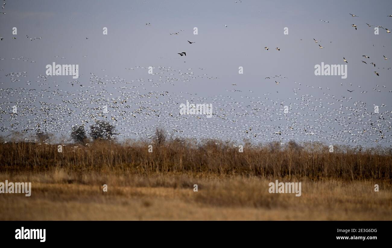 Ein Pump von Schneegänsen - Sacramento NWR Stockfoto