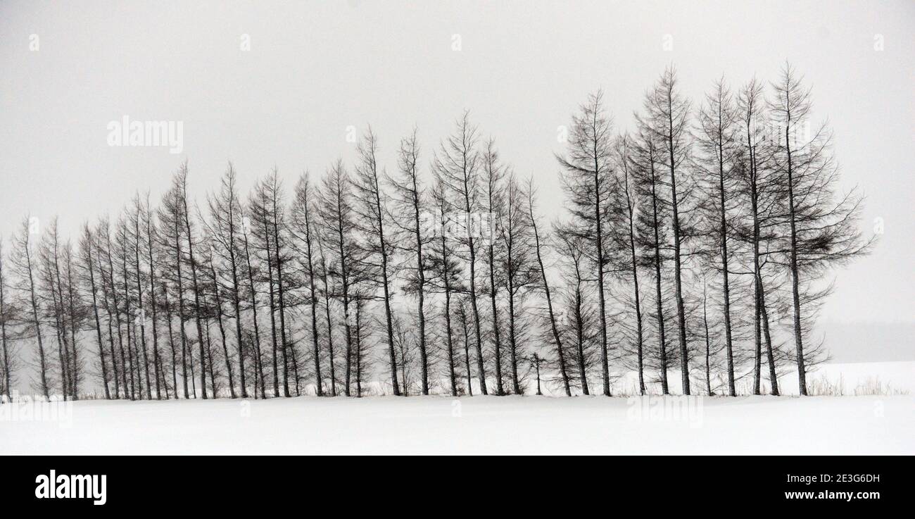 Landschaftlich schöne verschneite Landschaften in Hokkaido, Japan. Stockfoto