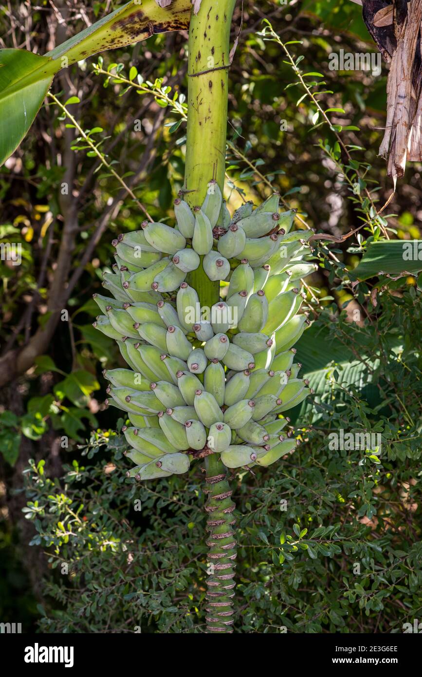 Naples, Florida. Bananenbaum wächst im Botanischen Garten von Neapel. Stockfoto