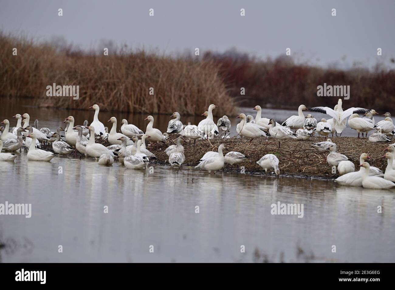 Ein Gaggle von Schneegänsen Stockfoto