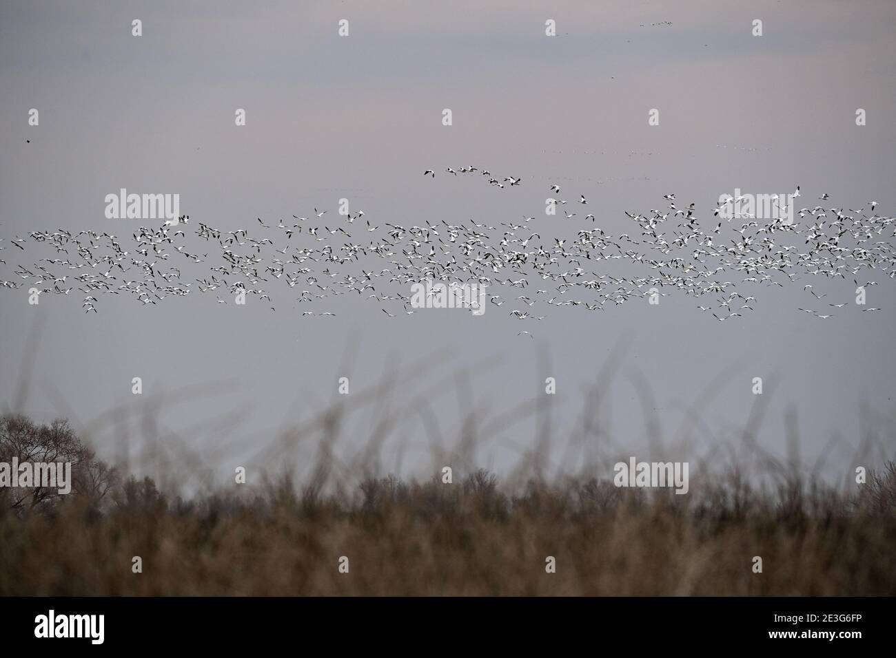 Ein Pump von Schneegänsen - Sacramento NWR Stockfoto