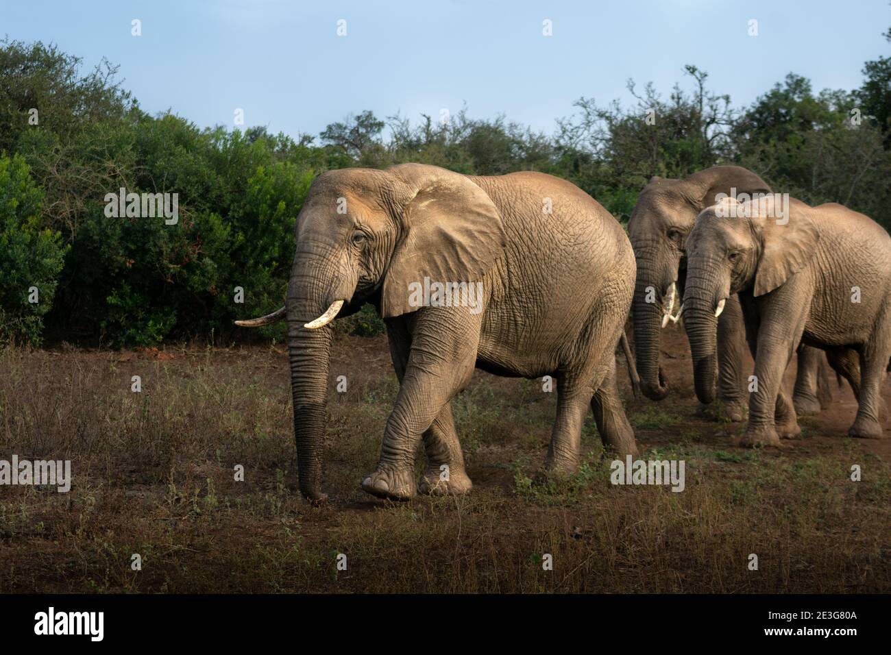 Wilde Elefanten Stockfoto