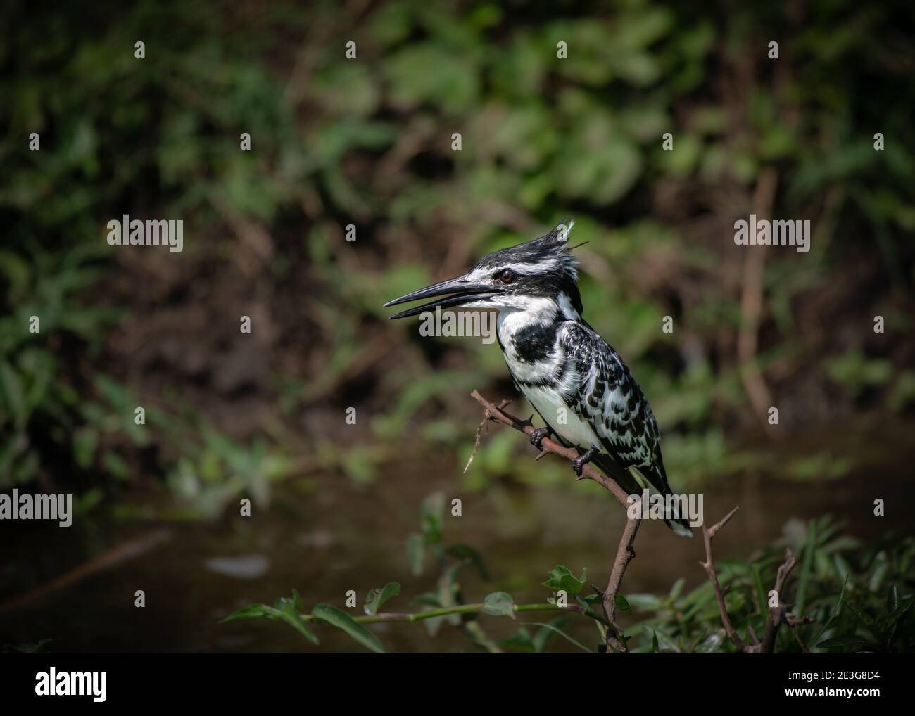 Ein Eisvogel (Ceryle rudis) im Queen Elizabeth National Park, Uganda. Stockfoto