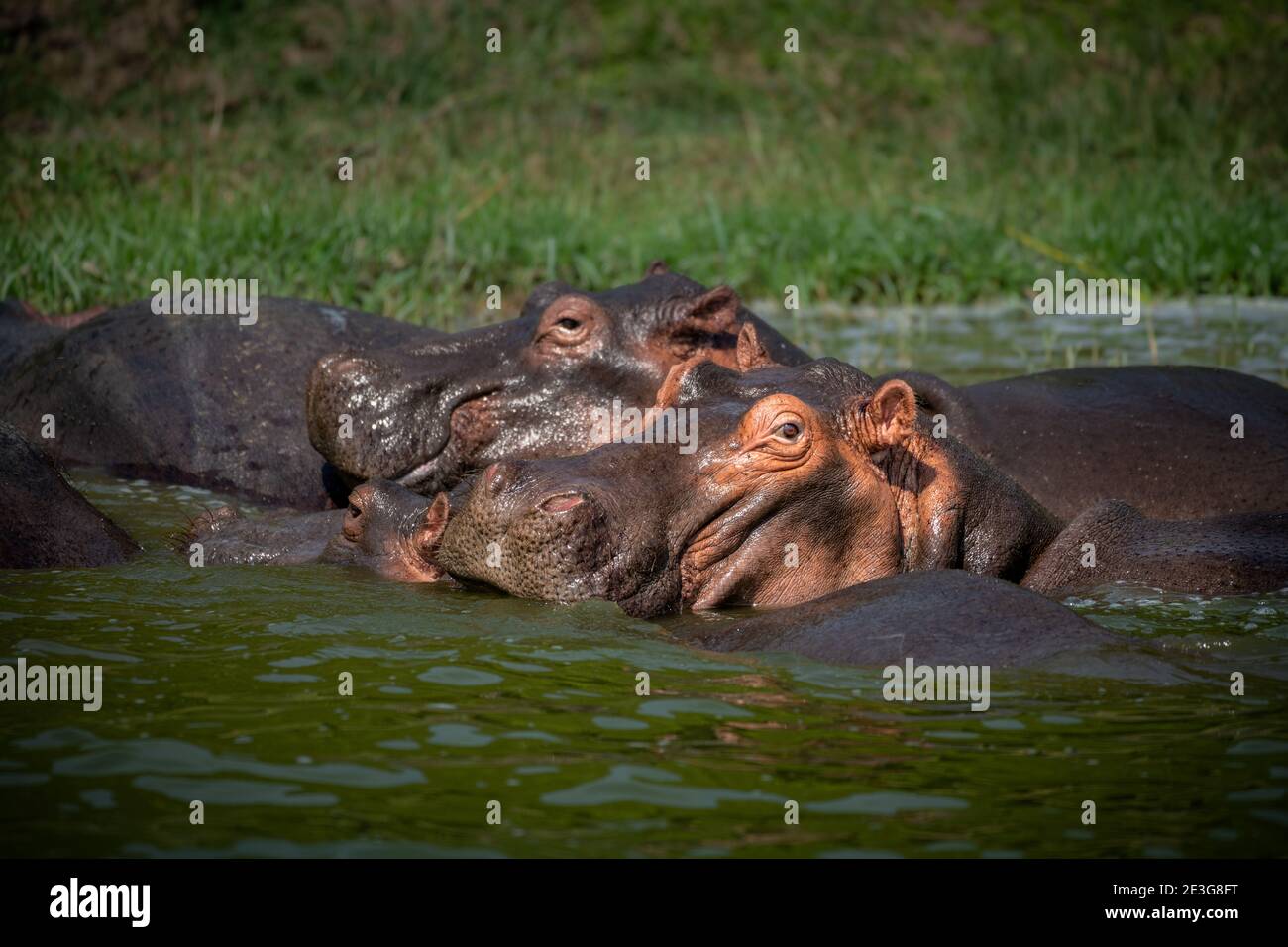 Wilde Flusspferde in Afrika. Stockfoto