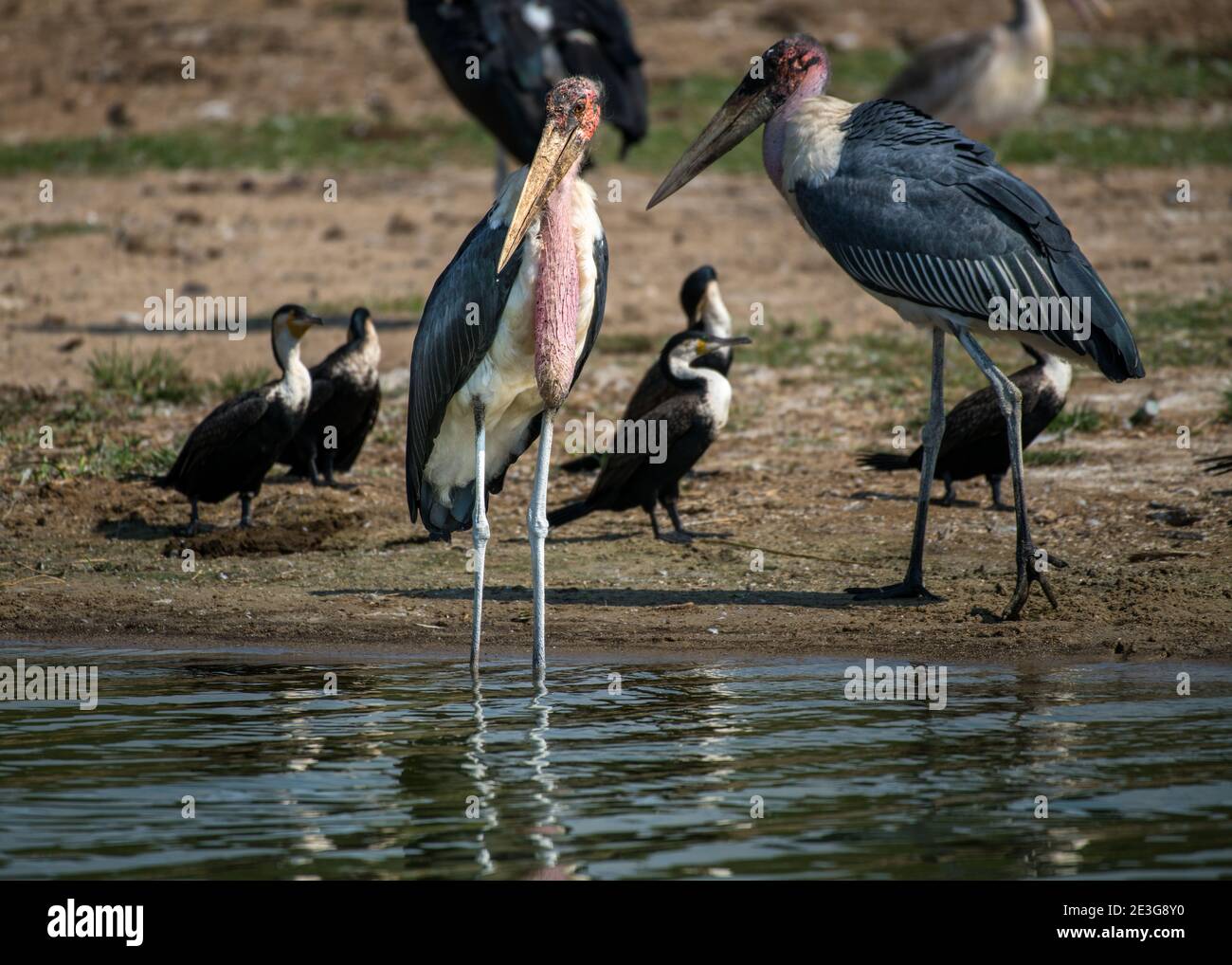 Marabou Störche und andere Küstenvögel in Afrika Stockfoto