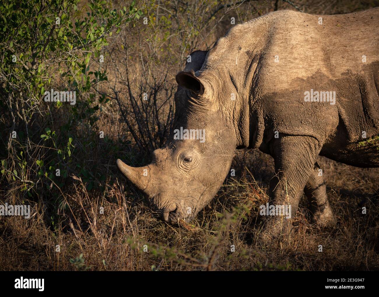Wild White Rhino Young Stockfoto